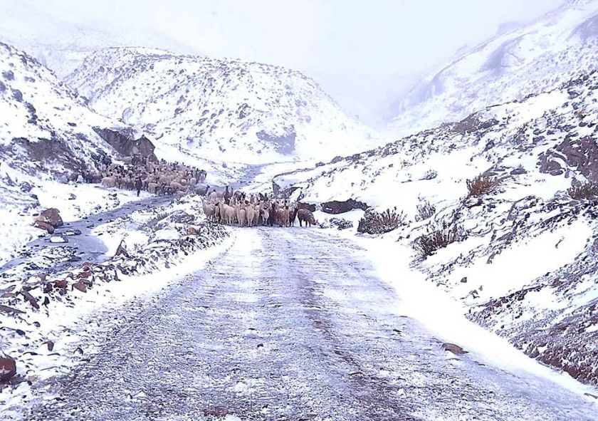 Nieve cerca  al ganado y  amenaza con  mortandad  masiva 