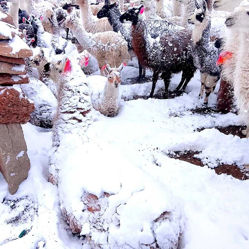 Nieve acorrala al ganado y  amenaza con mortandad  masiva en el sudoeste
