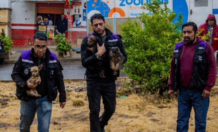 Cochabamba: rescatan a más de 30 perros tras denuncia de criadero clandestino