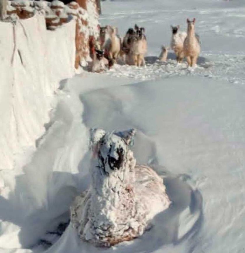 Nevada deja más de 700 animales muertos y pone en riesgo a otros 85.000