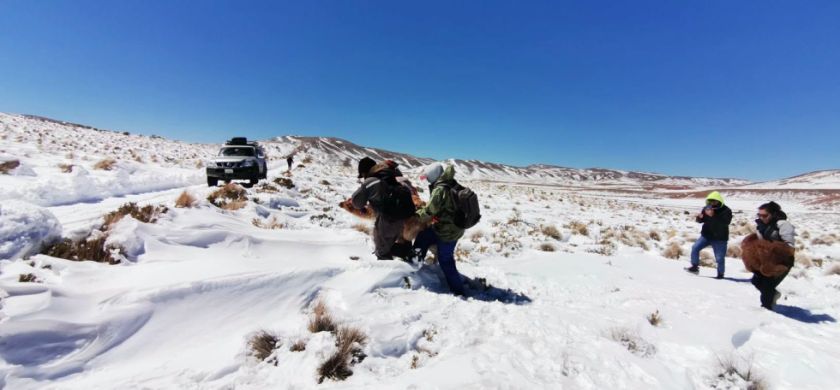 En Potosí, rescatan en brazos al ganado afectado por la nevada