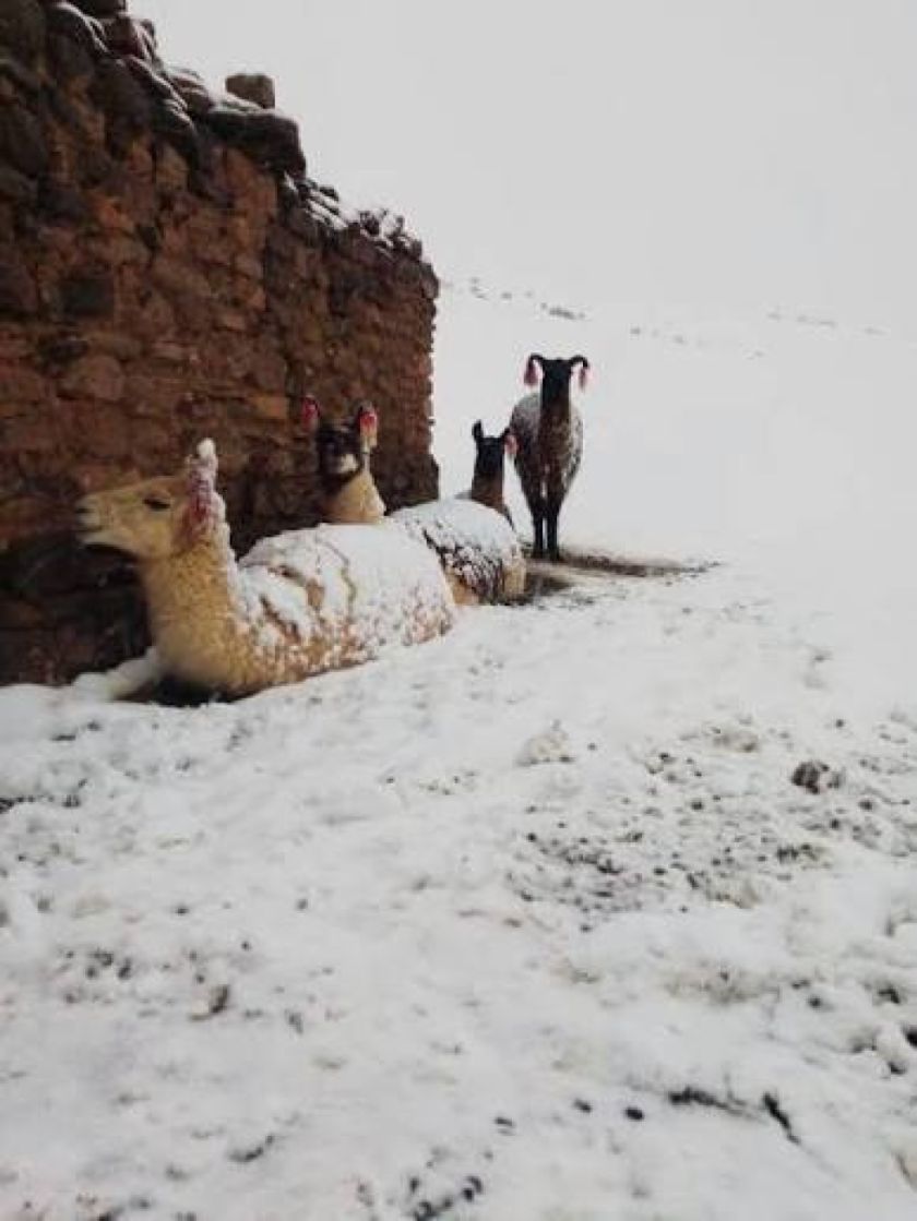 Oruro: Reportan más de 30 camélidos y viviendas sepultadas a causa de los vientos y nevadas