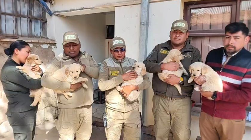 Oruro: Cinco cachorros Golden Retriever rescatados se suman a las filas de la Policía