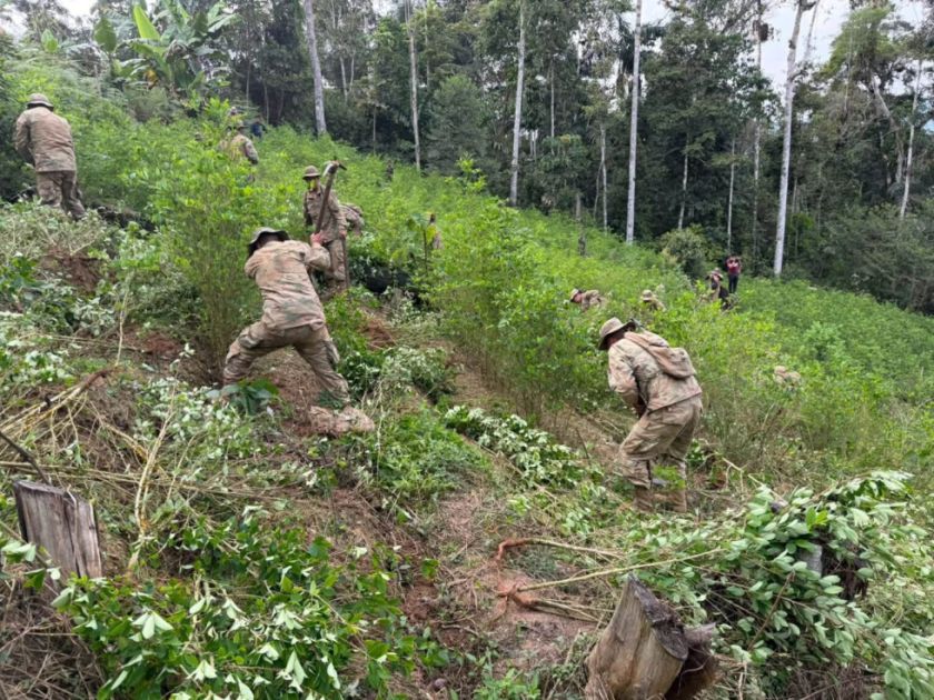 Bolivia refuerza el control de la coca con erradicación en zonas no autorizadas de La Asunta