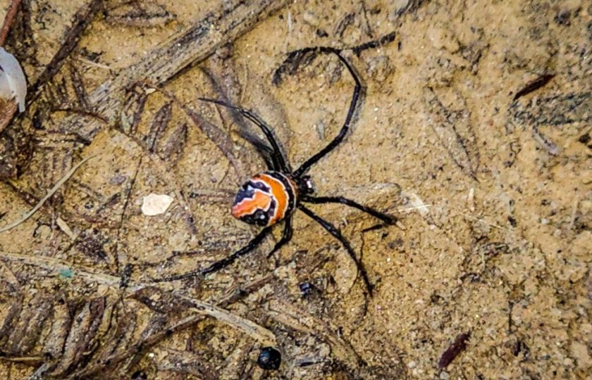Cochabamba: Sedes y Biólogos buscan ejemplares de viuda negra en Arani para producir el antídoto