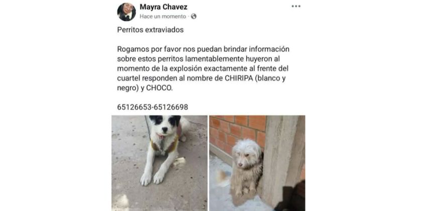 Voluntarios de Viacha buscan a perros afectados por la explosión