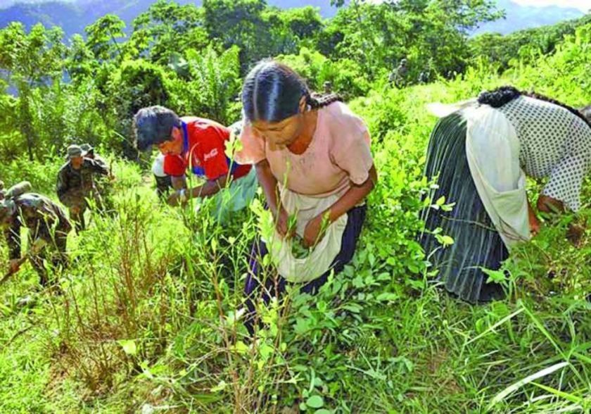 Cultivos de coca en Bolivia llegan a 36.400 hectáreas