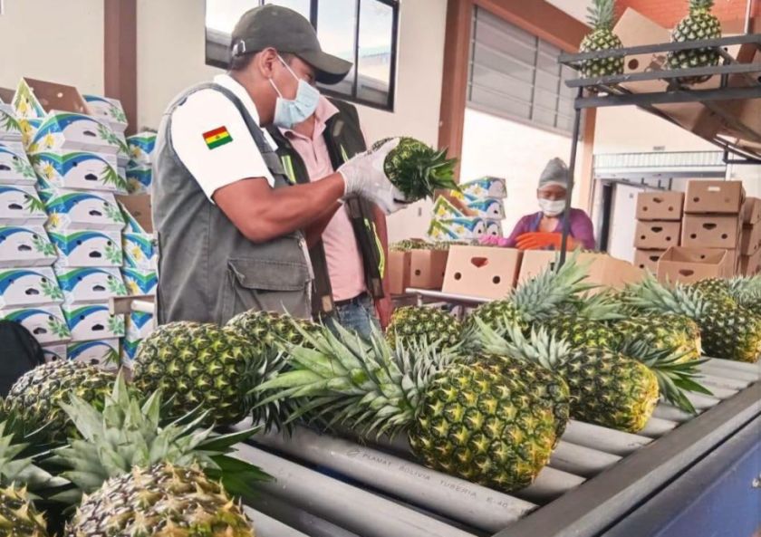 Senasag certifica primer envío de piña boliviana a Chile en 2026