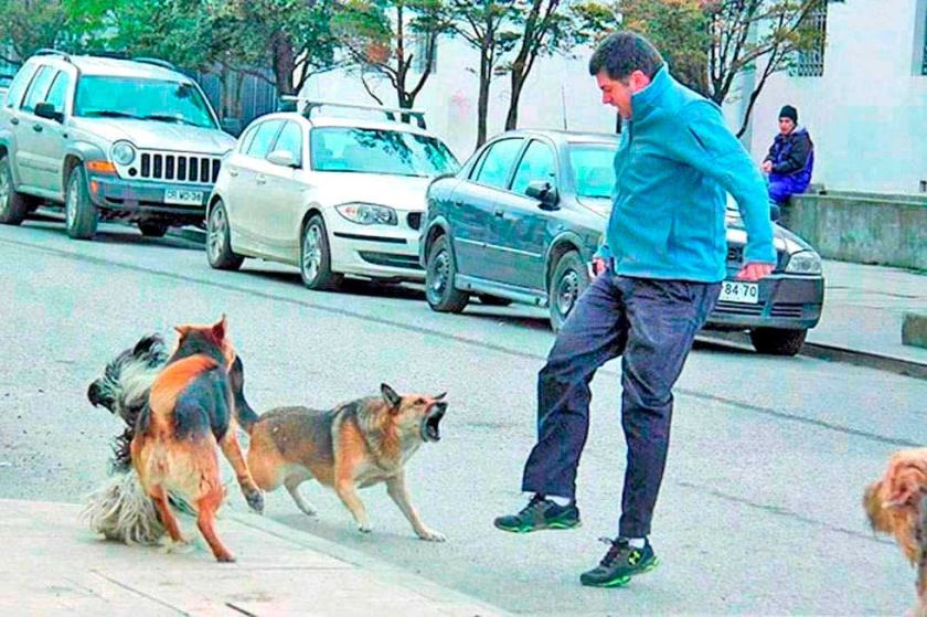 Sedes reporta más de 1.300 personas expuestas a mordeduras de perros