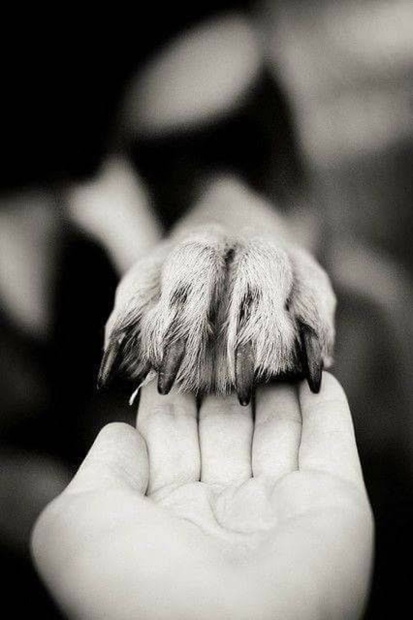 Alcaldía de Potosí reporta sanciones por maltrato a los animales
