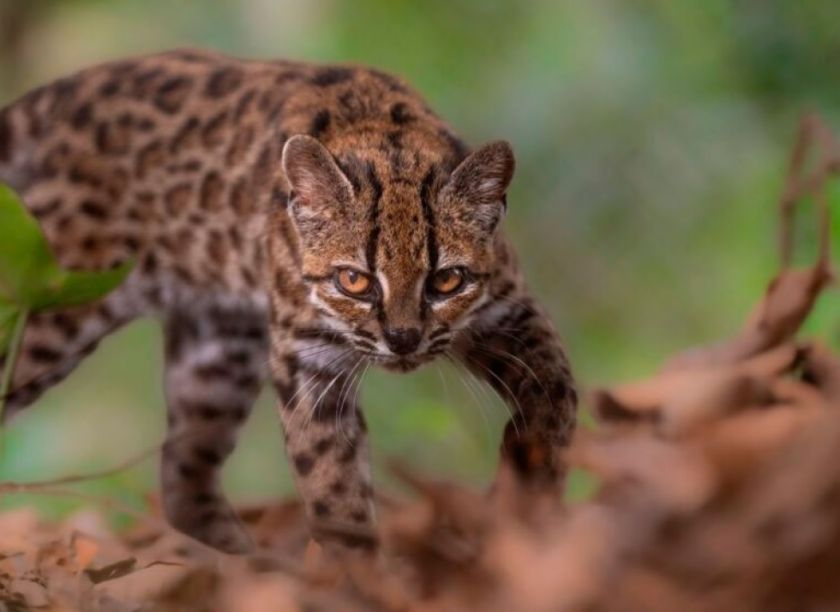 Bolivia le da al mundo a una nueva especie de gato silvestre