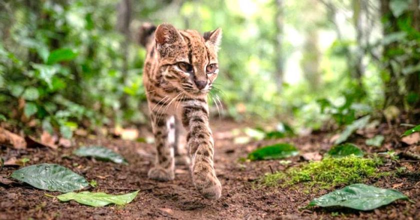 Descubren en Bolivia una nueva especie de felino, tras más de un siglo