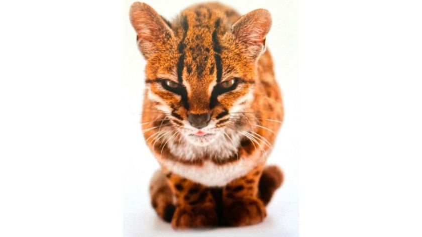 National Geographic presenta a tilcayo, la primera especie de felino nueva en más de un siglo