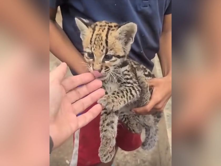 La Paz: Descartan que el felino de Rurrenabaque sea Tilcayo