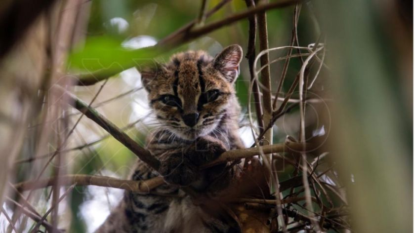 Senda Verde recibe $us 100.000 en donaciones para preservar el hogar del tilcayo