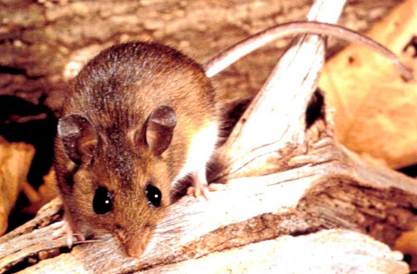 Confirman caso de hantavirus en Potosí, proveniente de Tarija