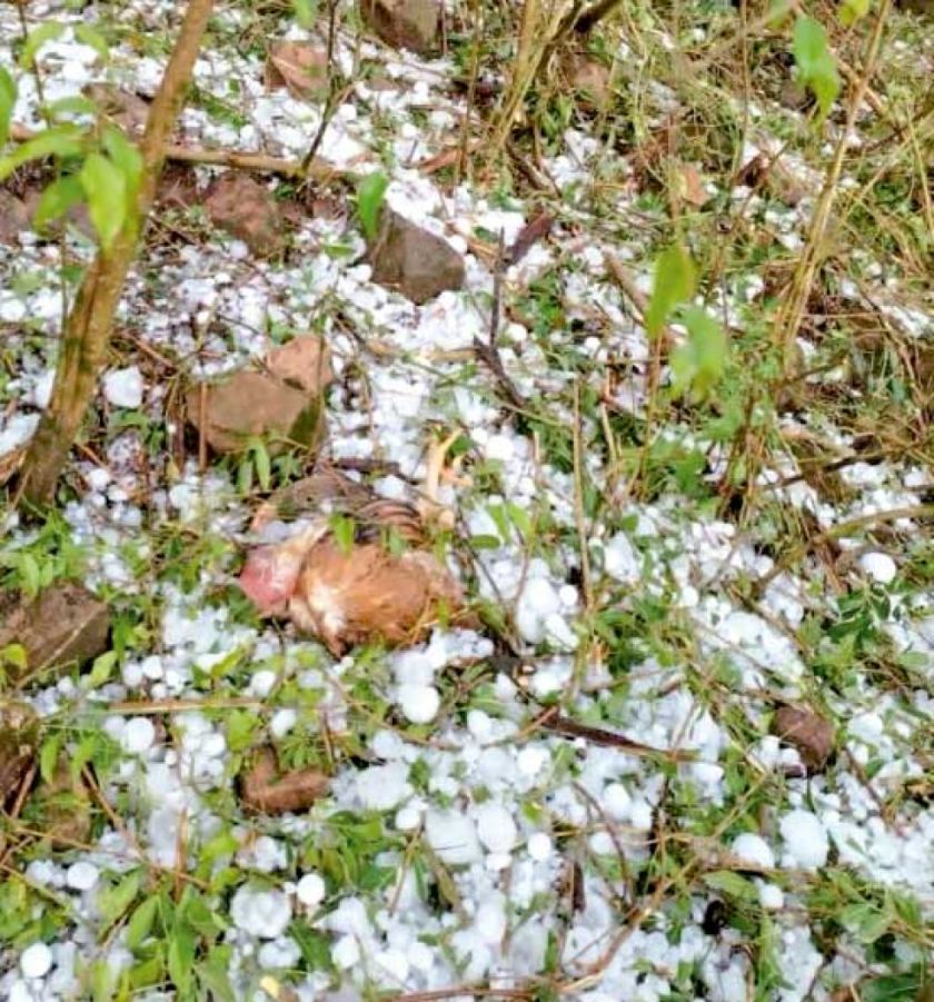 Chuquisaca: Intensa granizada causa daños en cultivos 