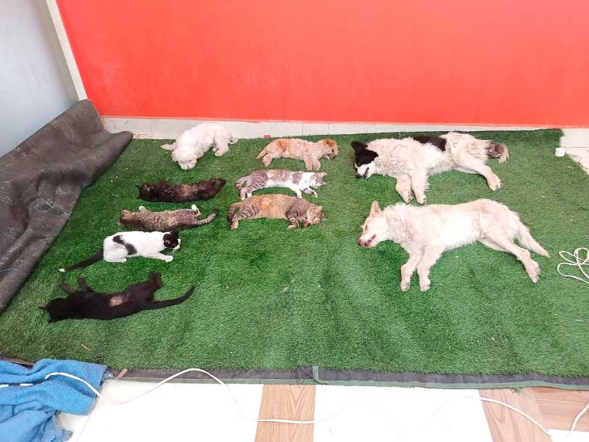 Más de 260 animales fueron esterilizados en dos semanas por Zoonosis