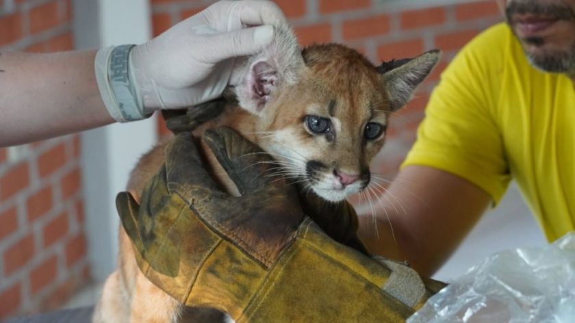Santa Cruz: Rescatan a un puma y un mono araña 