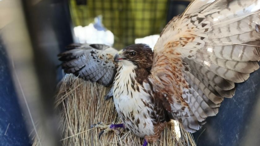 La Paz: Liberan a un aguilucho de garganta blanca en el Bosquescillo de Pura Pura