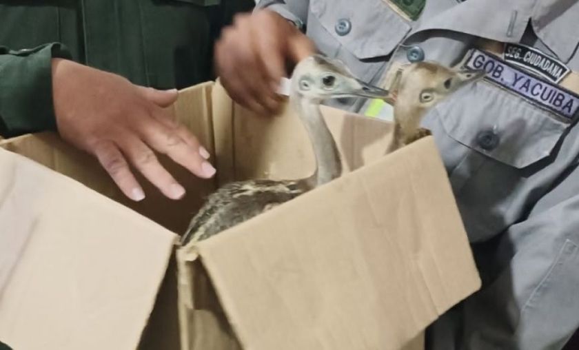 Rescatan a dos ñandúes y 14 periquitos australianos cerca de la frontera con Argentina
