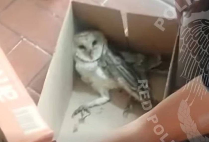 Rescatan una lechuza con un ala herida en La Paz