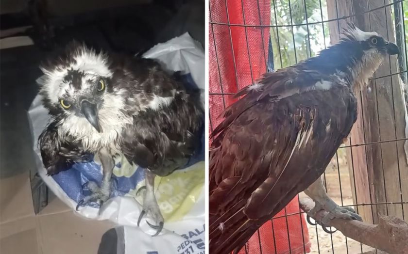 Santa Cruz: Rescatan a águila pescadora que migró desde Estados Unidos