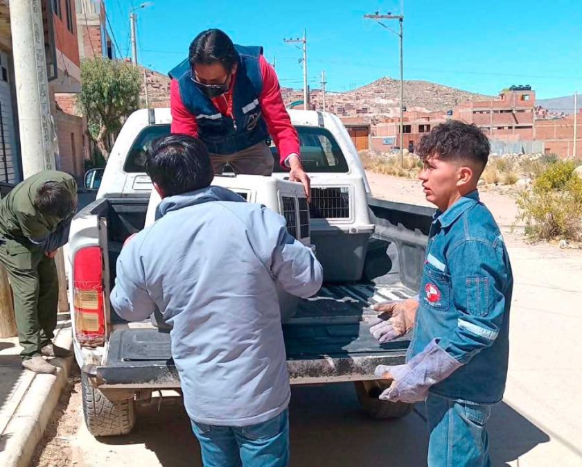 Niño sufre lesiones en el rostro y brazos por ataque de Pitbull