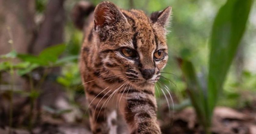 El tilcayo será la mascota de los Juegos Bolivarianos La Paz 2029