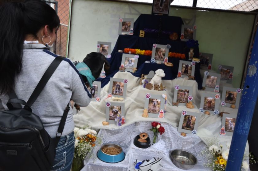 Bolivianos conmemoran a las mascotas fallecidas con altares, panes y croquetas