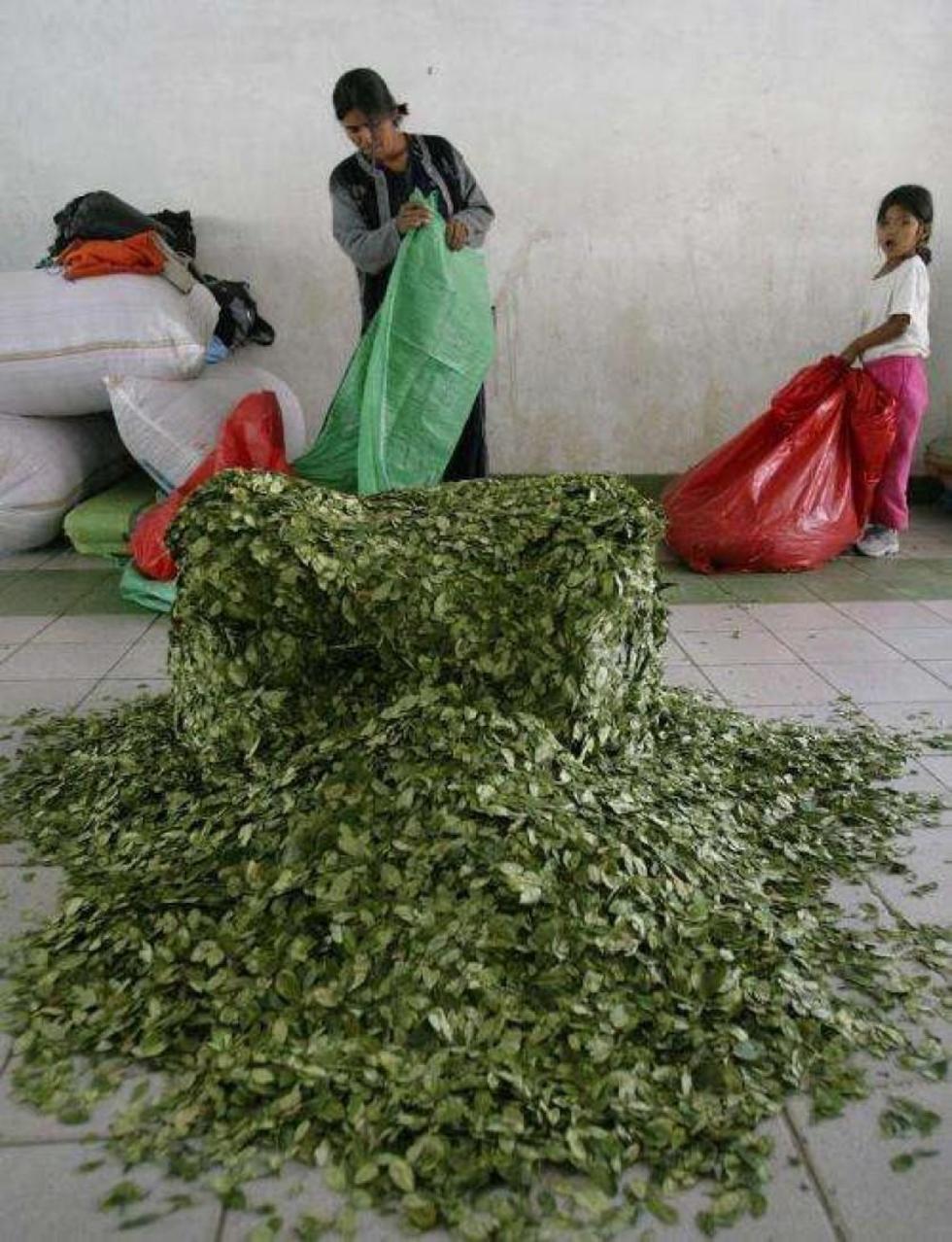 Gobierno admite que el 40 % de la coca se va al narcotráfico