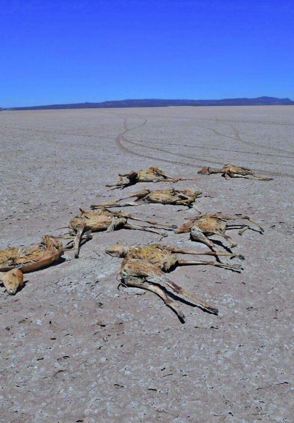 Así quedan los animales después de ser despellejados.