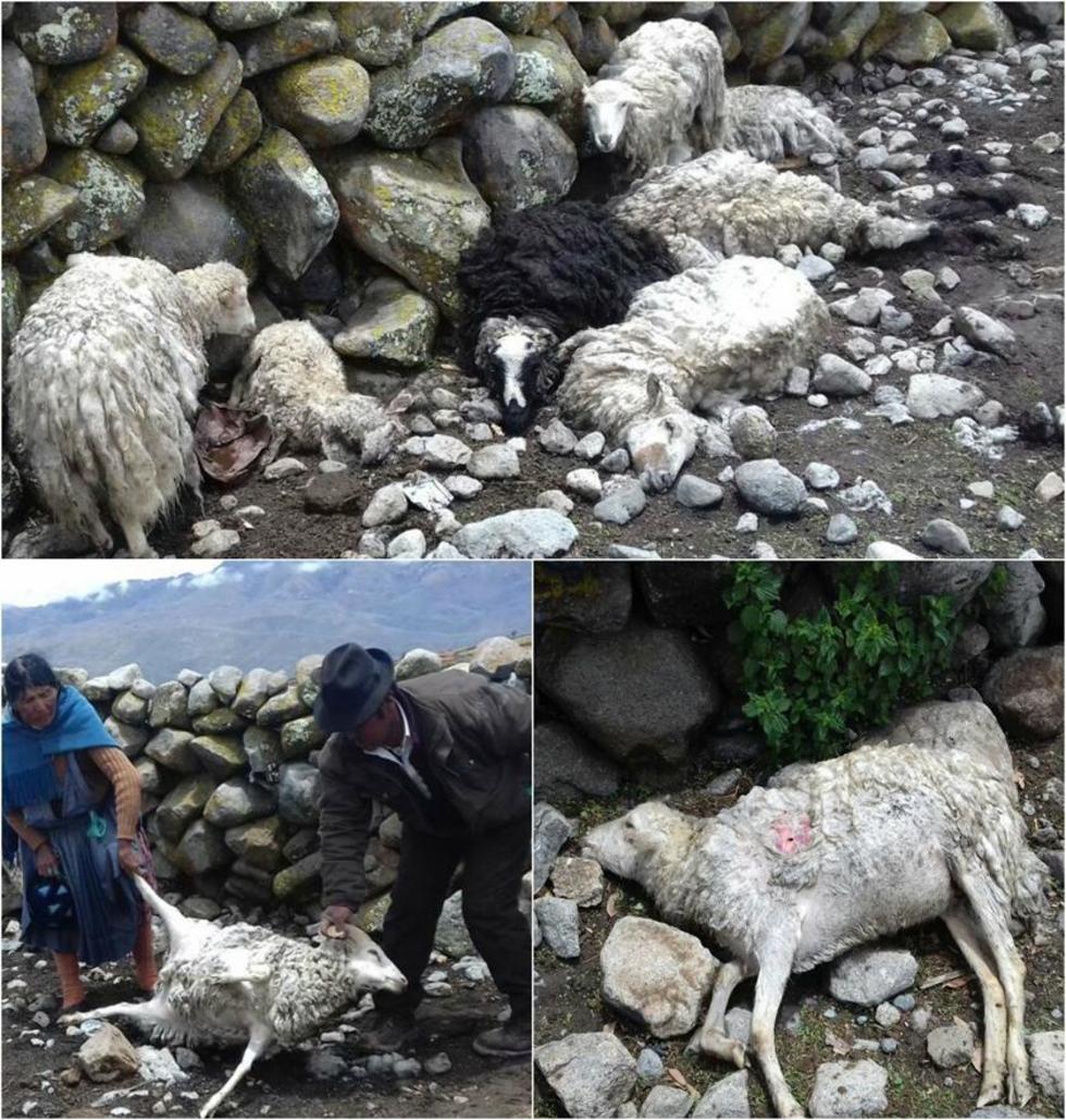 Los animales aparecen muertos.