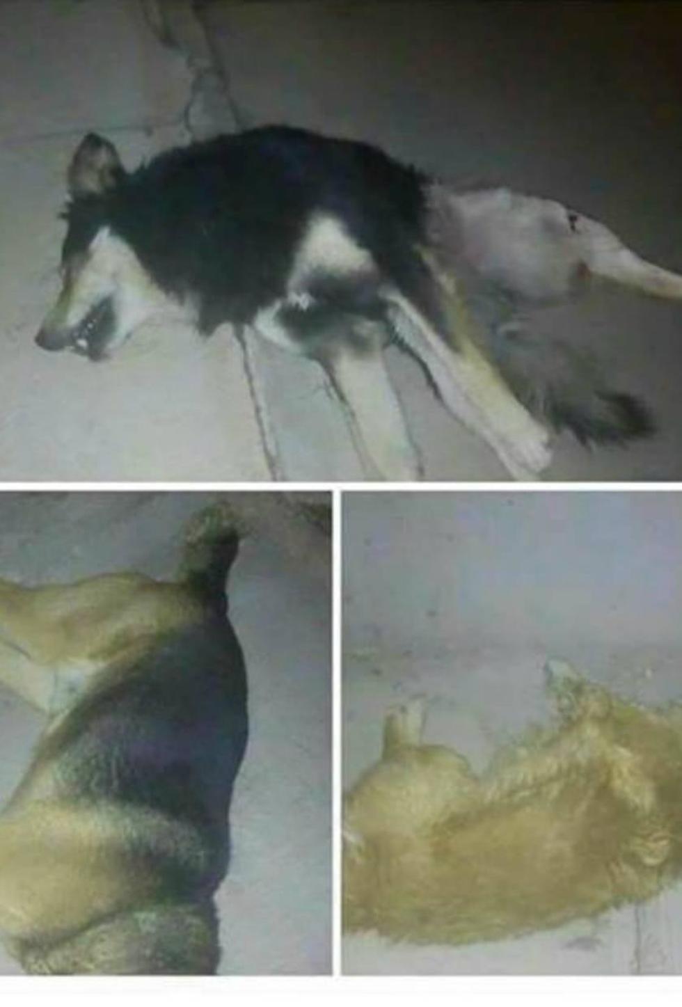 Abren una investigación sobre  la muerte de veintena de perros