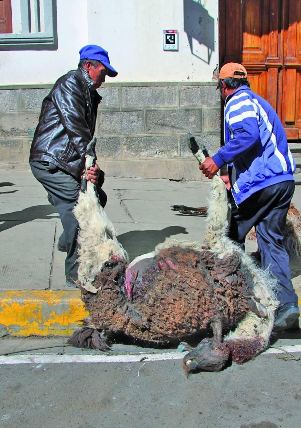 Los animales muertos fueron exhibidos en la puerta de la Alcaldía.