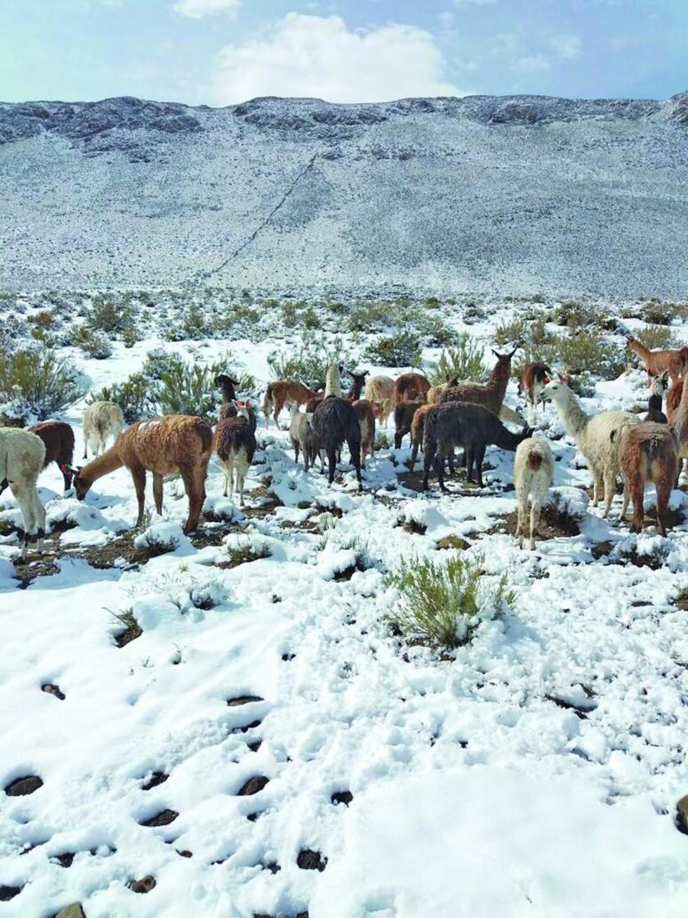 Casi 6 mil animales se hallan en riesgo por la nevada en el sudoeste