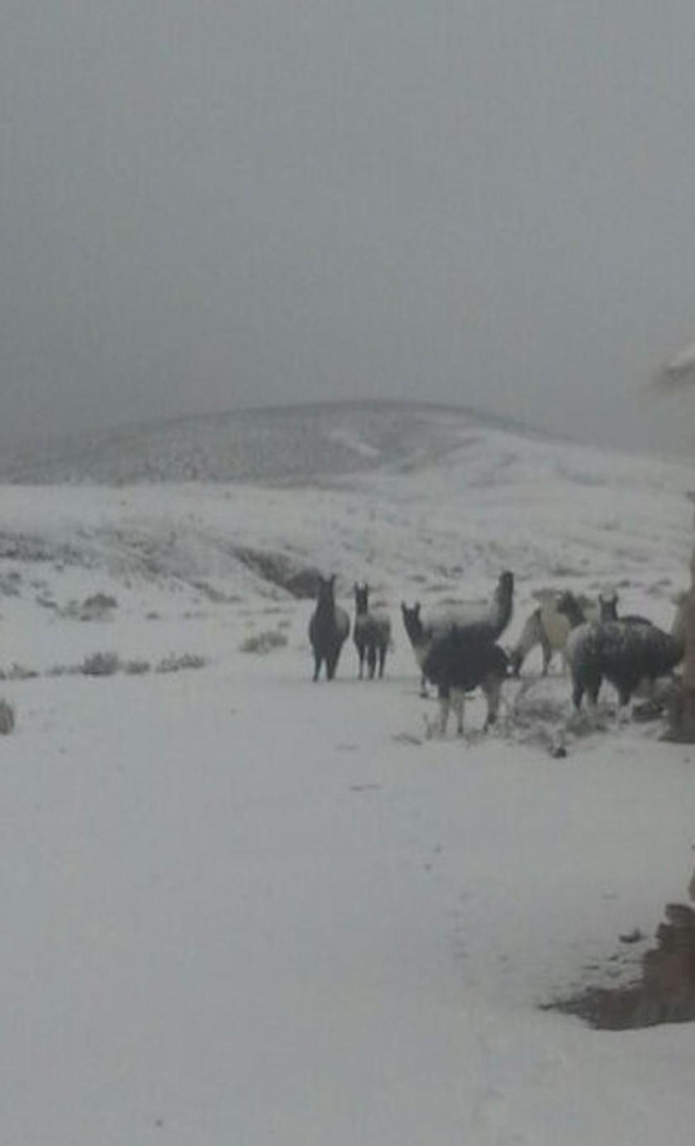 Temen que el ganado quede atrapado en la nieve en Potosí