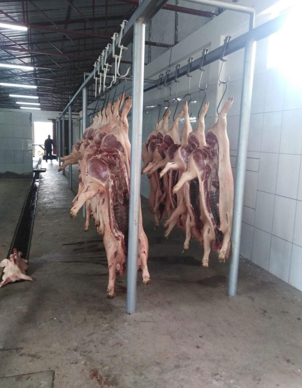 Los cerdos listos para salir al mercado.