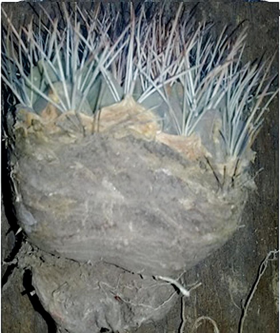 La riqueza de  la achacana