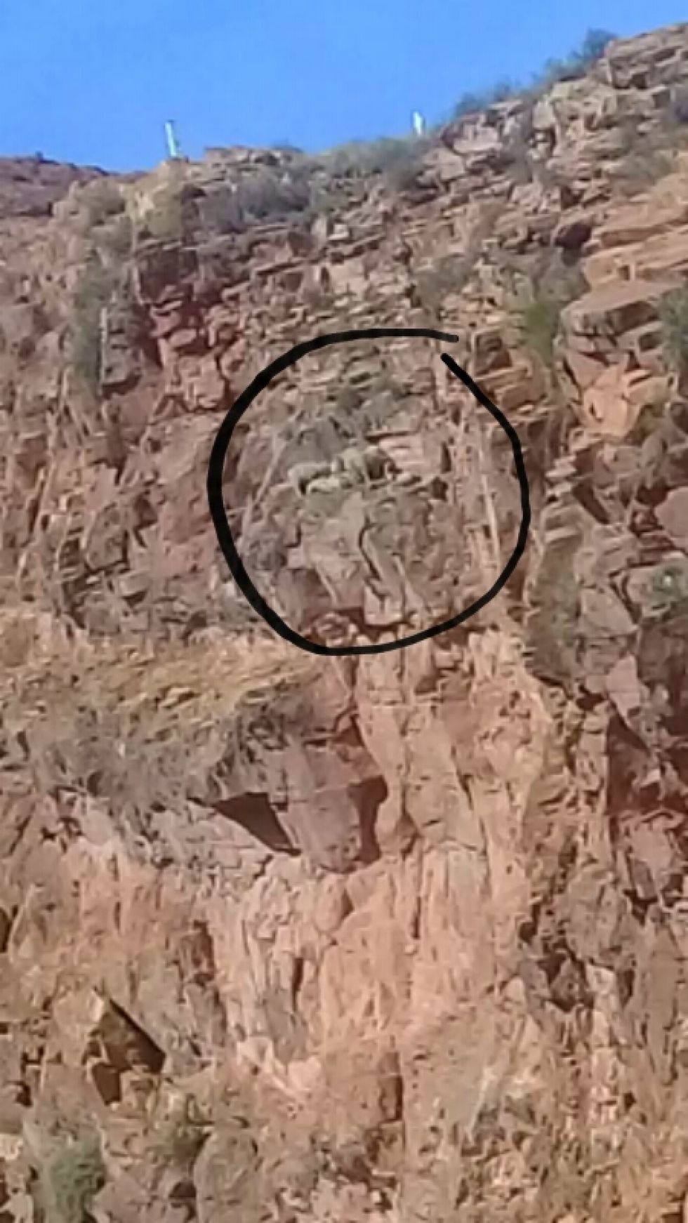 Los bomberos acudieron al rescate de los animalitos.