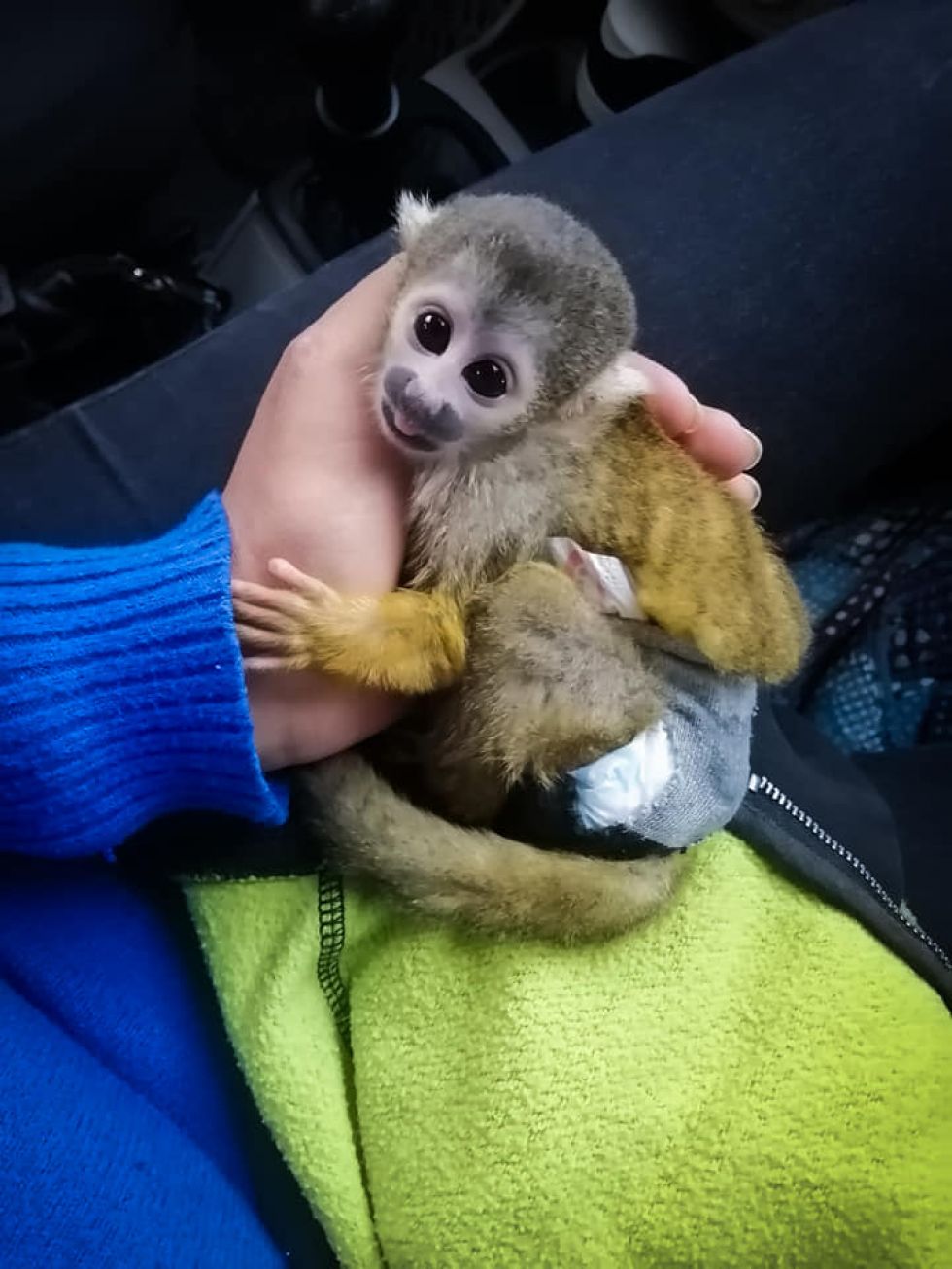 Los animalitos del Parque Agroflori también necesitan ayuda.