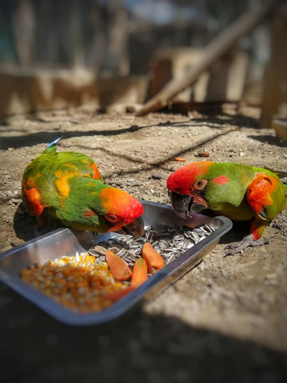 Las aves del Parque Agroflori necesitan provisiones, alimentos y suministros veterinarios.
