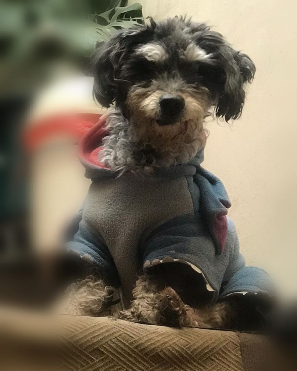 El perrito es viejito y piden que lo agarren para que vuelva con su familia.