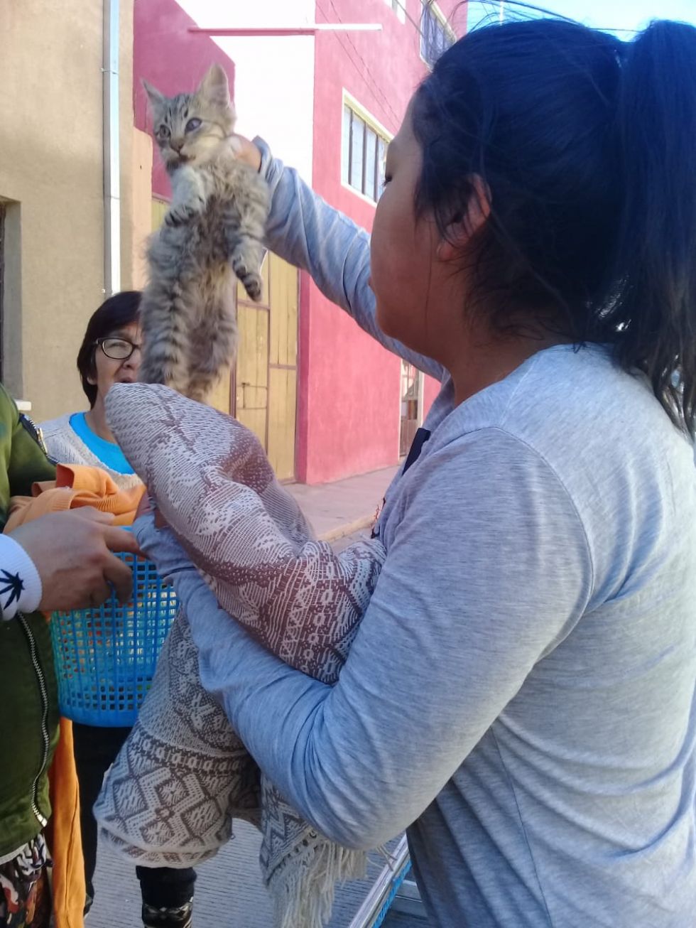 El gatito estaba en lo alto del poste.