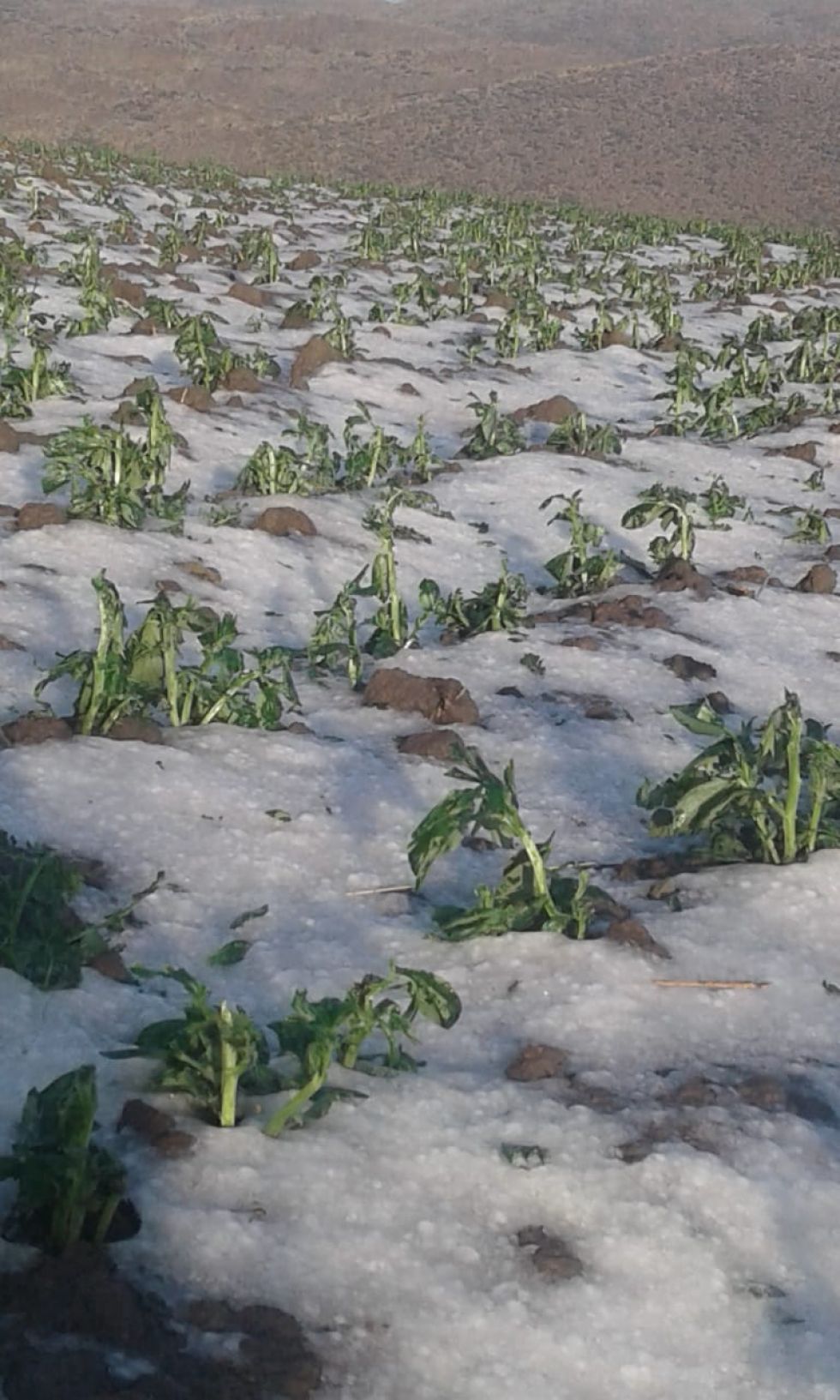 El granizo afectó varias comunidades en ambos municipios. FOTO JORGE PEÑARANDA