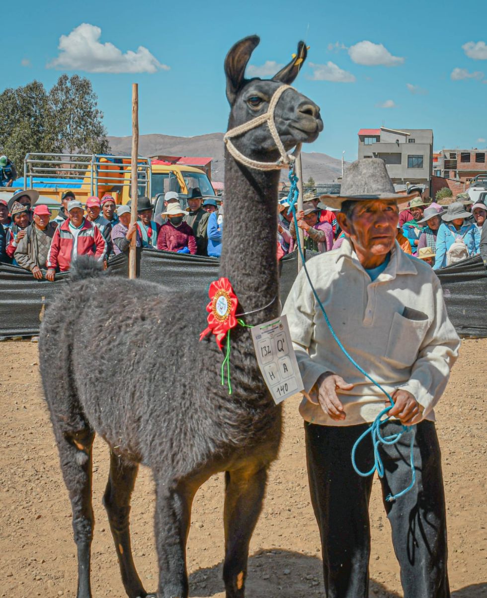 Colcha K representará a Potosí en la feria nacional de camélidos