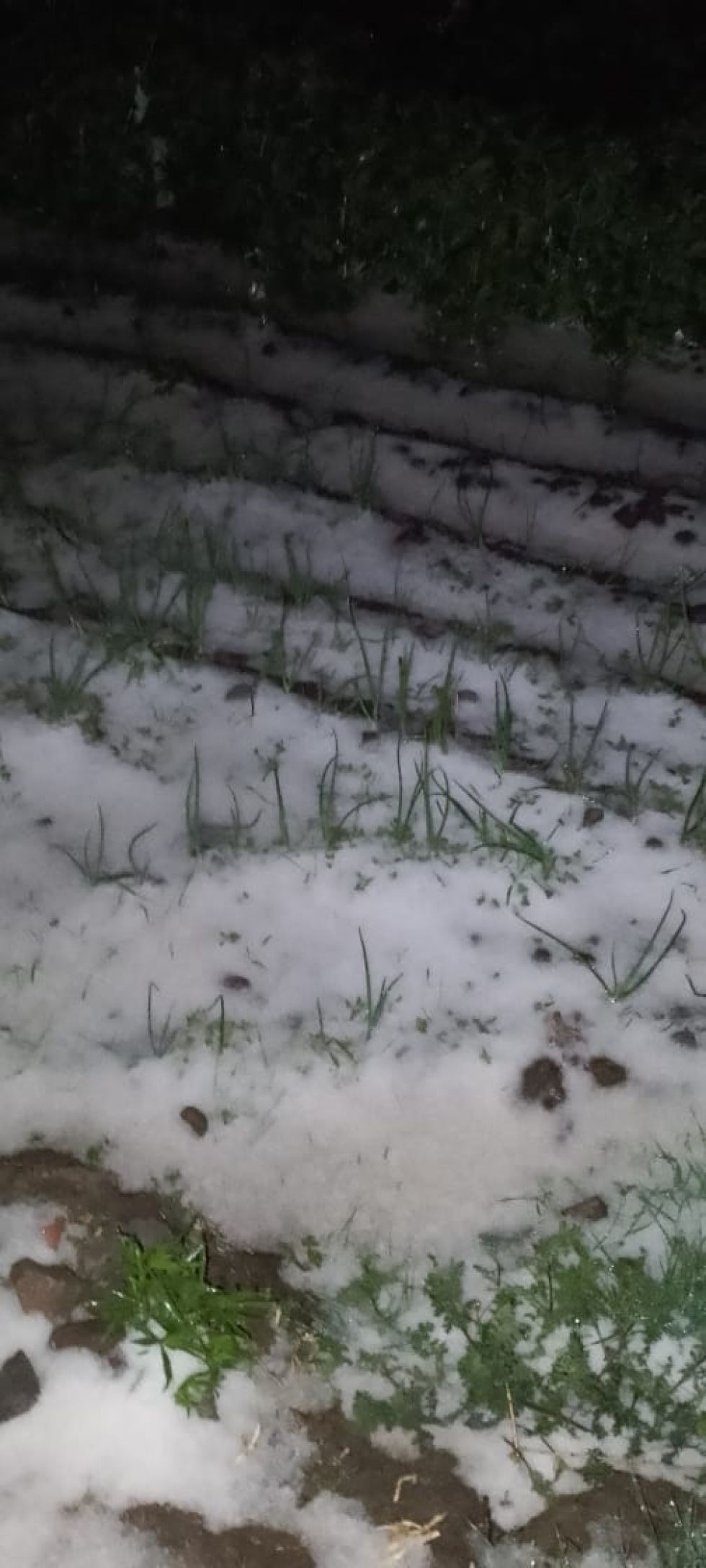 Lluvias y granizo anegaron cultivos en el norte de Potosí
