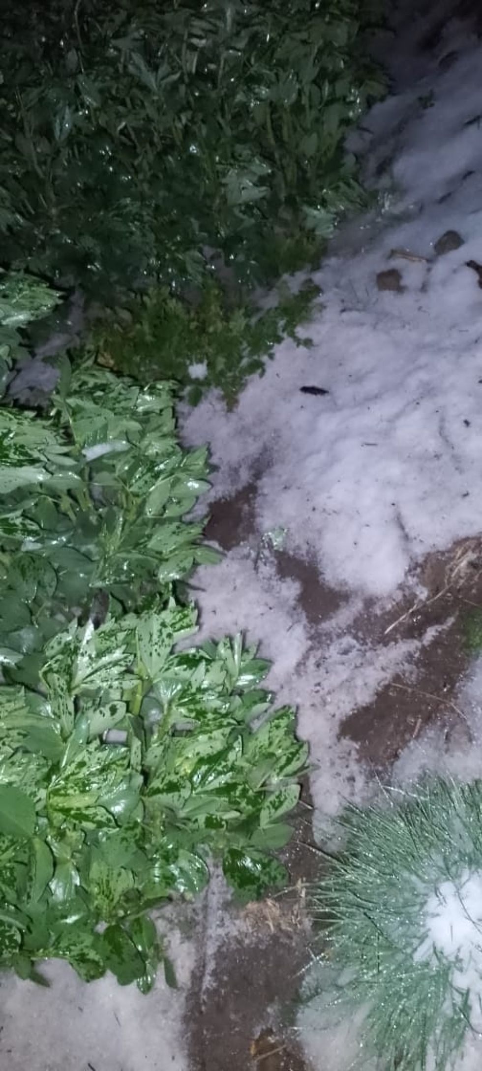 Lluvias y granizo anegaron cultivos en el norte de Potosí