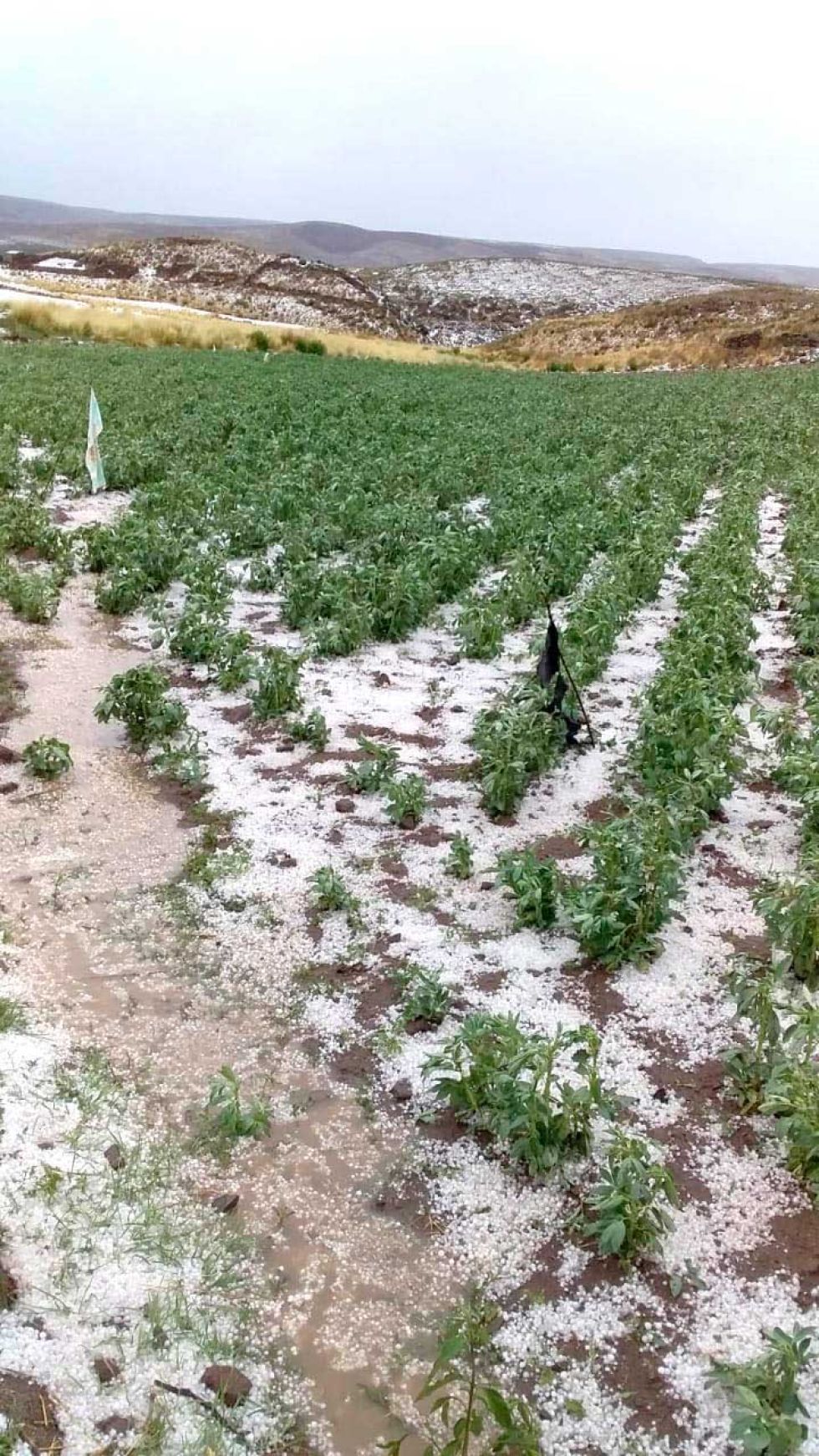 Las precipitaciones sólidas acabó con hectáreas de haba, papa y huertos frutales.