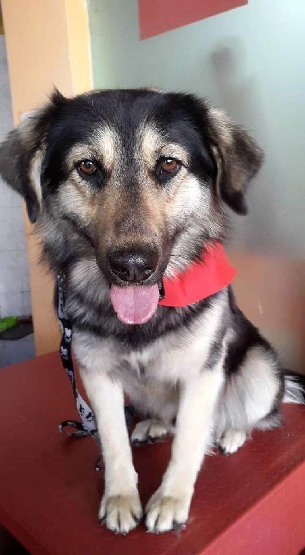 El perrito fallecido el 25 de agosto era “Petardo II”
